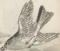 An illustration from Bairei Picture Album of One Hundred Birds (Bairei hyakuchō gafu 楳嶺百鳥畫譜) : [volume 3] (1881)