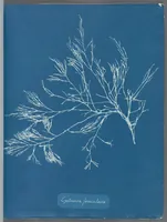 Picture 5 of 197 from Photographs of British algae: cyanotype impressions (1843), leaf 10