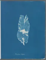 Picture 67 of 197 from Photographs of British algae: cyanotype impressions (1843), leaf 106