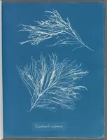 Picture 68 of 197 from Photographs of British algae: cyanotype impressions (1843), leaf 107