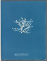 Picture 69 of 197 from Photographs of British algae: cyanotype impressions (1843), leaf 108
