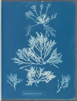 Picture 70 of 197 from Photographs of British algae: cyanotype impressions (1843), leaf 109