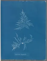 Picture 72 of 197 from Photographs of British algae: cyanotype impressions (1843), leaf 111