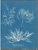 Picture 73 of 197 from Photographs of British algae: cyanotype impressions (1843), leaf 112