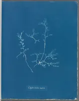 Picture 74 of 197 from Photographs of British algae: cyanotype impressions (1843), leaf 113