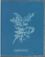 Picture 75 of 197 from Photographs of British algae: cyanotype impressions (1843), leaf 114