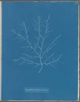 Picture 77 of 197 from Photographs of British algae: cyanotype impressions (1843), leaf 116