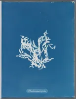 Picture 79 of 197 from Photographs of British algae: cyanotype impressions (1843), leaf 123