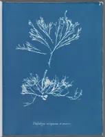 Picture 80 of 197 from Photographs of British algae: cyanotype impressions (1843), leaf 124