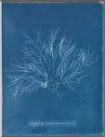 Picture 81 of 197 from Photographs of British algae: cyanotype impressions (1843), leaf 125