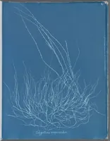Picture 82 of 197 from Photographs of British algae: cyanotype impressions (1843), leaf 126