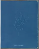 Picture 83 of 197 from Photographs of British algae: cyanotype impressions (1843), leaf 127