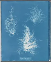 Picture 84 of 197 from Photographs of British algae: cyanotype impressions (1843), leaf 128