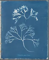 Picture 85 of 197 from Photographs of British algae: cyanotype impressions (1843), leaf 129