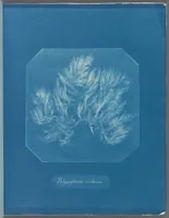 Picture 8 of 197 from Photographs of British algae: cyanotype impressions (1843), leaf 13
