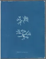 Picture 87 of 197 from Photographs of British algae: cyanotype impressions (1843), leaf 132