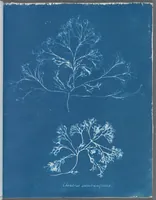 Picture 88 of 197 from Photographs of British algae: cyanotype impressions (1843), leaf 133