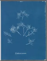 Picture 89 of 197 from Photographs of British algae: cyanotype impressions (1843), leaf 139