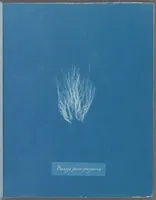 Picture 9 of 197 from Photographs of British algae: cyanotype impressions (1843), leaf 14