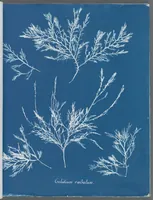Picture 90 of 197 from Photographs of British algae: cyanotype impressions (1843), leaf 140