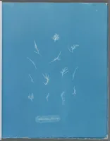 Picture 91 of 197 from Photographs of British algae: cyanotype impressions (1843), leaf 141