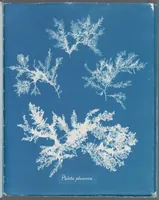 Picture 92 of 197 from Photographs of British algae: cyanotype impressions (1843), leaf 142