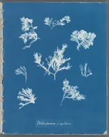 Picture 93 of 197 from Photographs of British algae: cyanotype impressions (1843), leaf 143