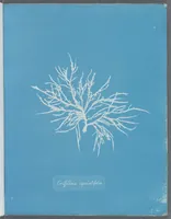 Picture 94 of 197 from Photographs of British algae: cyanotype impressions (1843), leaf 144