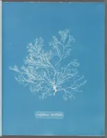 Picture 95 of 197 from Photographs of British algae: cyanotype impressions (1843), leaf 145