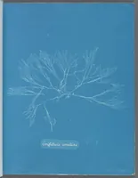 Picture 96 of 197 from Photographs of British algae: cyanotype impressions (1843), leaf 146