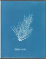 Picture 97 of 197 from Photographs of British algae: cyanotype impressions (1843), leaf 147