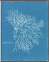 Picture 98 of 197 from Photographs of British algae: cyanotype impressions (1843), leaf 148