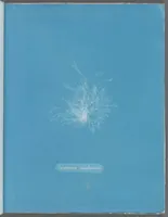 Picture 99 of 197 from Photographs of British algae: cyanotype impressions (1843), leaf 149