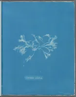 Picture 100 of 197 from Photographs of British algae: cyanotype impressions (1843), leaf 150