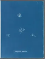 Picture 101 of 197 from Photographs of British algae: cyanotype impressions (1843), leaf 156