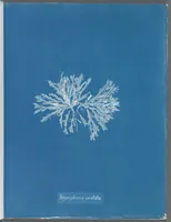 Picture 102 of 197 from Photographs of British algae: cyanotype impressions (1843), leaf 157