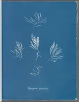 Picture 104 of 197 from Photographs of British algae: cyanotype impressions (1843), leaf 159