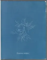 Picture 105 of 197 from Photographs of British algae: cyanotype impressions (1843), leaf 160