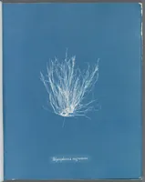 Picture 106 of 197 from Photographs of British algae: cyanotype impressions (1843), leaf 161