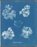 Picture 107 of 197 from Photographs of British algae: cyanotype impressions (1843), leaf 162