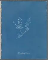 Picture 108 of 197 from Photographs of British algae: cyanotype impressions (1843), leaf 163