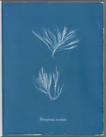 Picture 110 of 197 from Photographs of British algae: cyanotype impressions (1843), leaf 165