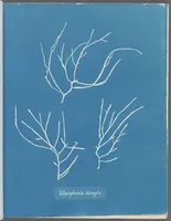 Picture 111 of 197 from Photographs of British algae: cyanotype impressions (1843), leaf 166