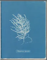 Picture 112 of 197 from Photographs of British algae: cyanotype impressions (1843), leaf 167