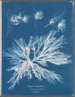 Picture 114 of 197 from Photographs of British algae: cyanotype impressions (1843), leaf 174