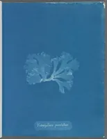 Picture 115 of 197 from Photographs of British algae: cyanotype impressions (1843), leaf 175