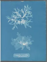 Picture 116 of 197 from Photographs of British algae: cyanotype impressions (1843), leaf 176