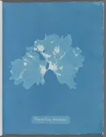 Picture 117 of 197 from Photographs of British algae: cyanotype impressions (1843), leaf 177
