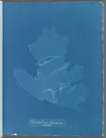 Picture 118 of 197 from Photographs of British algae: cyanotype impressions (1843), leaf 178