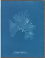 Picture 119 of 197 from Photographs of British algae: cyanotype impressions (1843), leaf 179